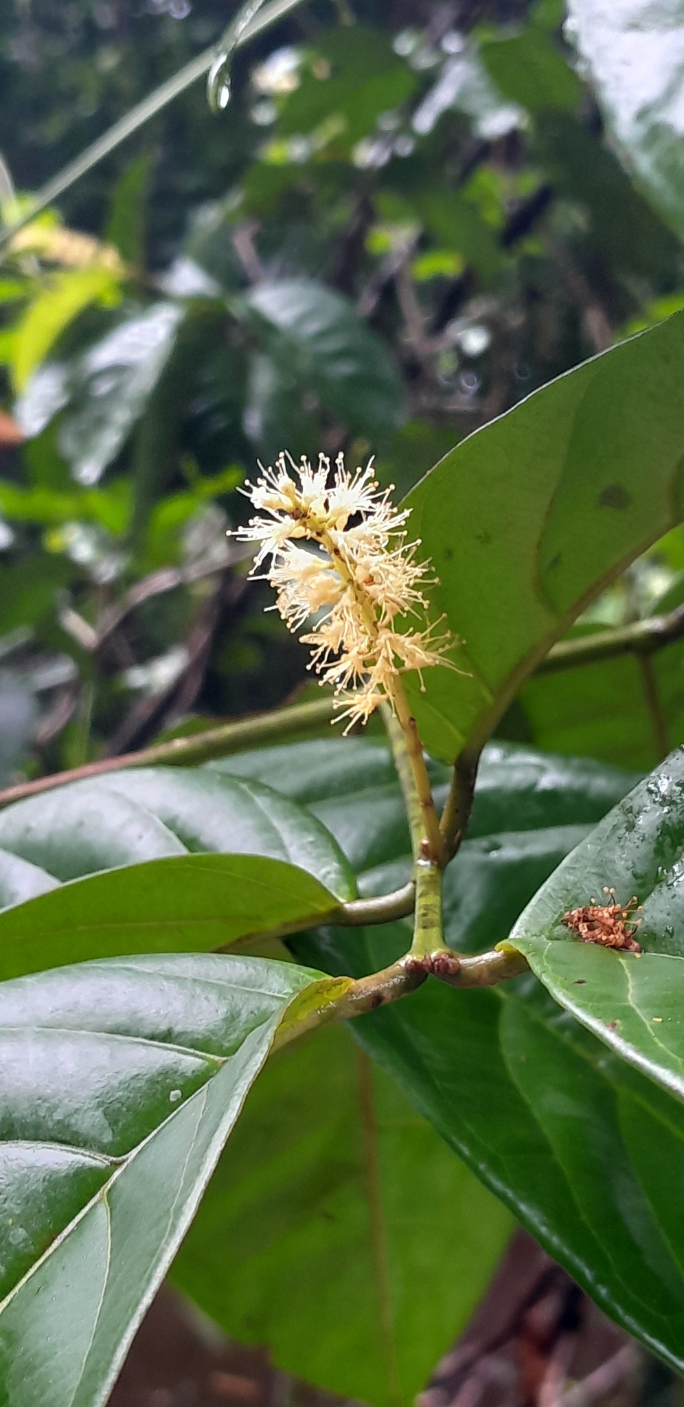 Imagem de Molungu-do-cerrado