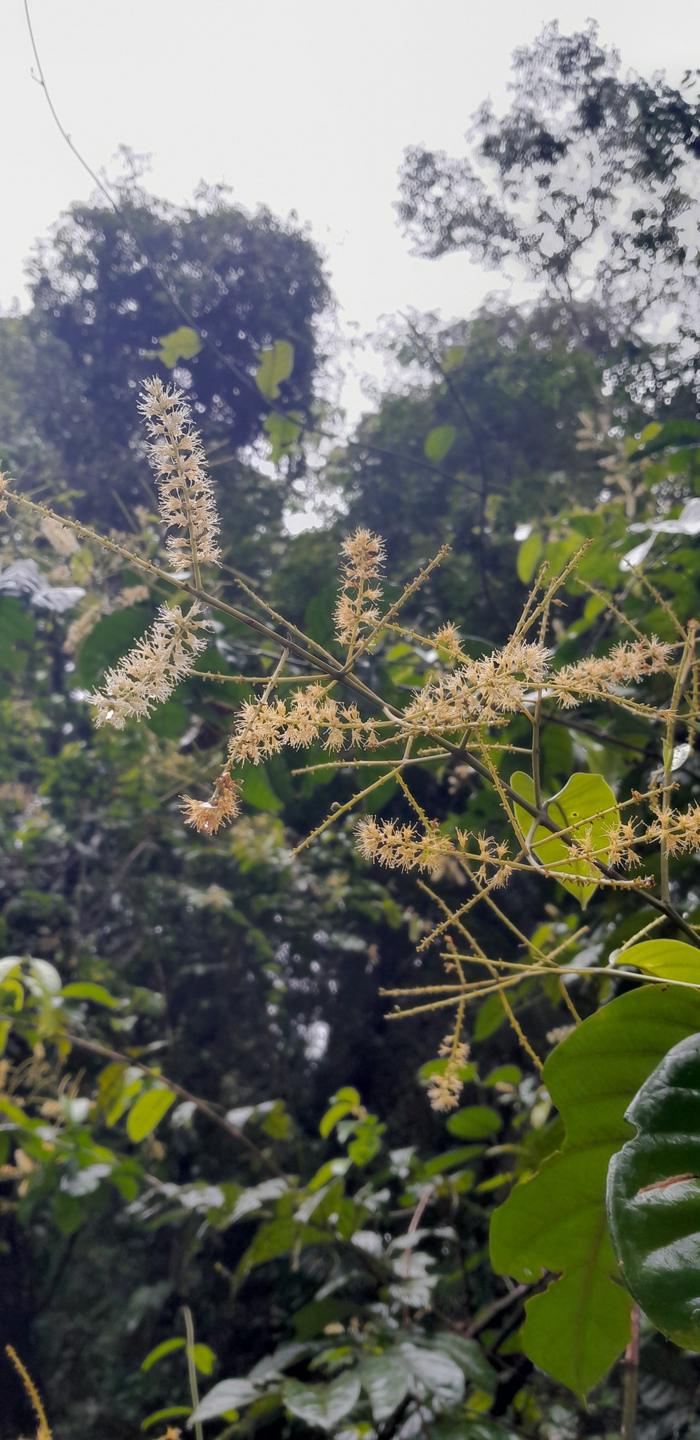 Imagem de Molungu-do-cerrado
