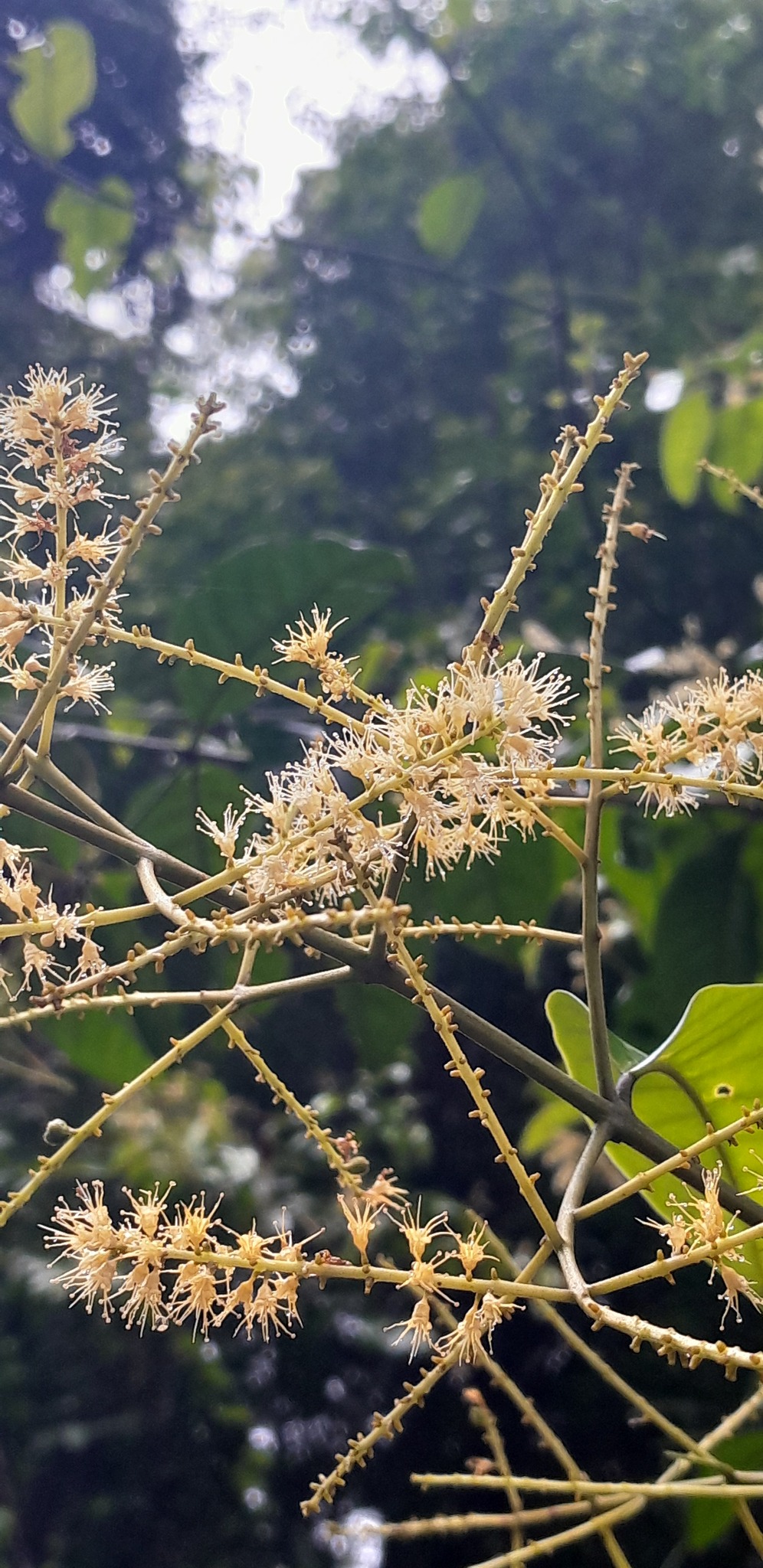 Imagem de Molungu-do-cerrado