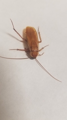 Shelfordella lateralis