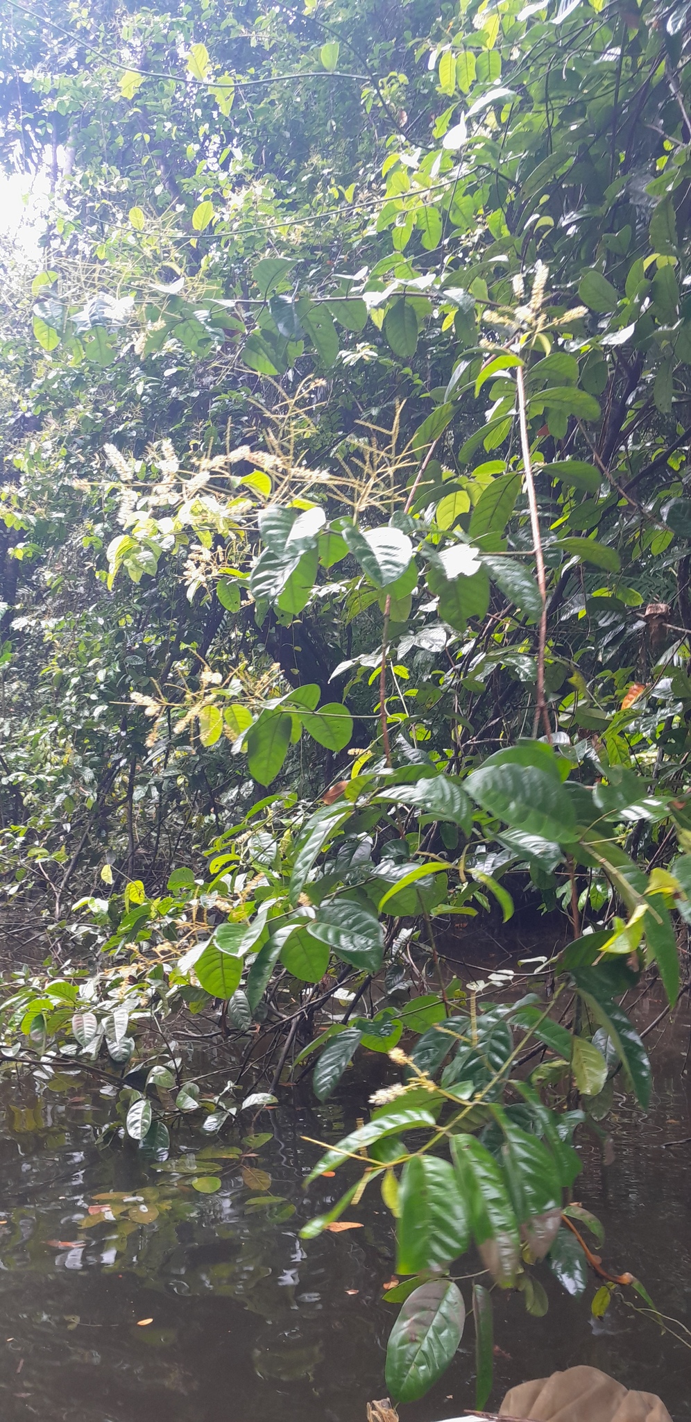 Imagem de Molungu-do-cerrado