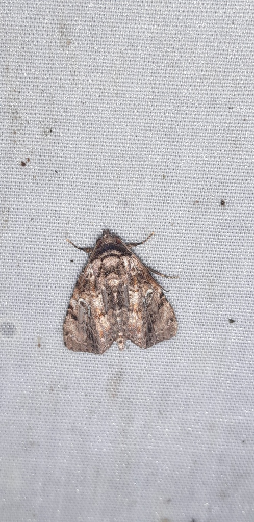 Drobeta onerosa