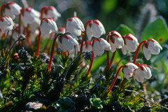 Harrimanella hypnoides