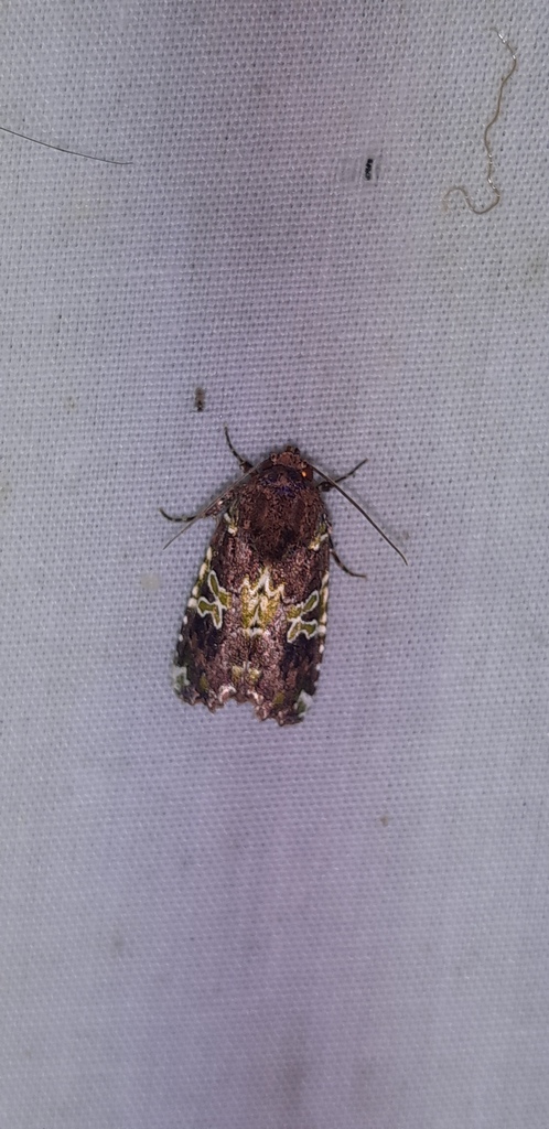 Leucosigma viridipicta