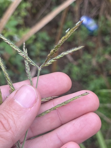 Eriochloa punctata observed 2025-04-28