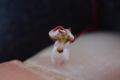 Nemacladus orientalis