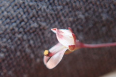 Nemacladus orientalis