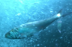 Alosa sapidissima