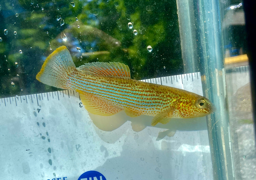 Northern studfish (Fundulus catenatus) — Fundulidae — 5
