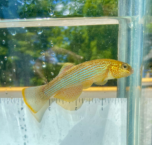 Northern studfish (Fundulus catenatus) — Fundulidae