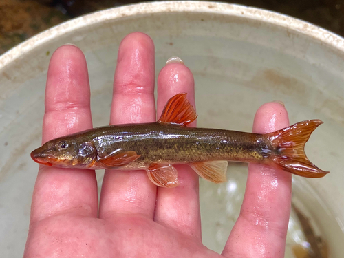Longnose dace (Rhinichthys cataractae) — Cyprinidae — 3