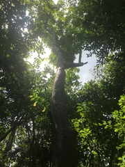 Zanthoxylum martinicense