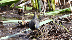 Porzana fluminea