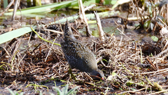 Porzana fluminea