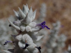 Salvia funerea