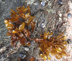 Sargassum sinclairii