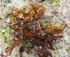 Sargassum sinclairii