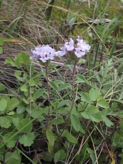 Ziziphora clinopodioides