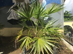Leucothrinax morrisii