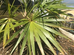 Leucothrinax morrisii