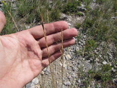 Elymus gmelinii
