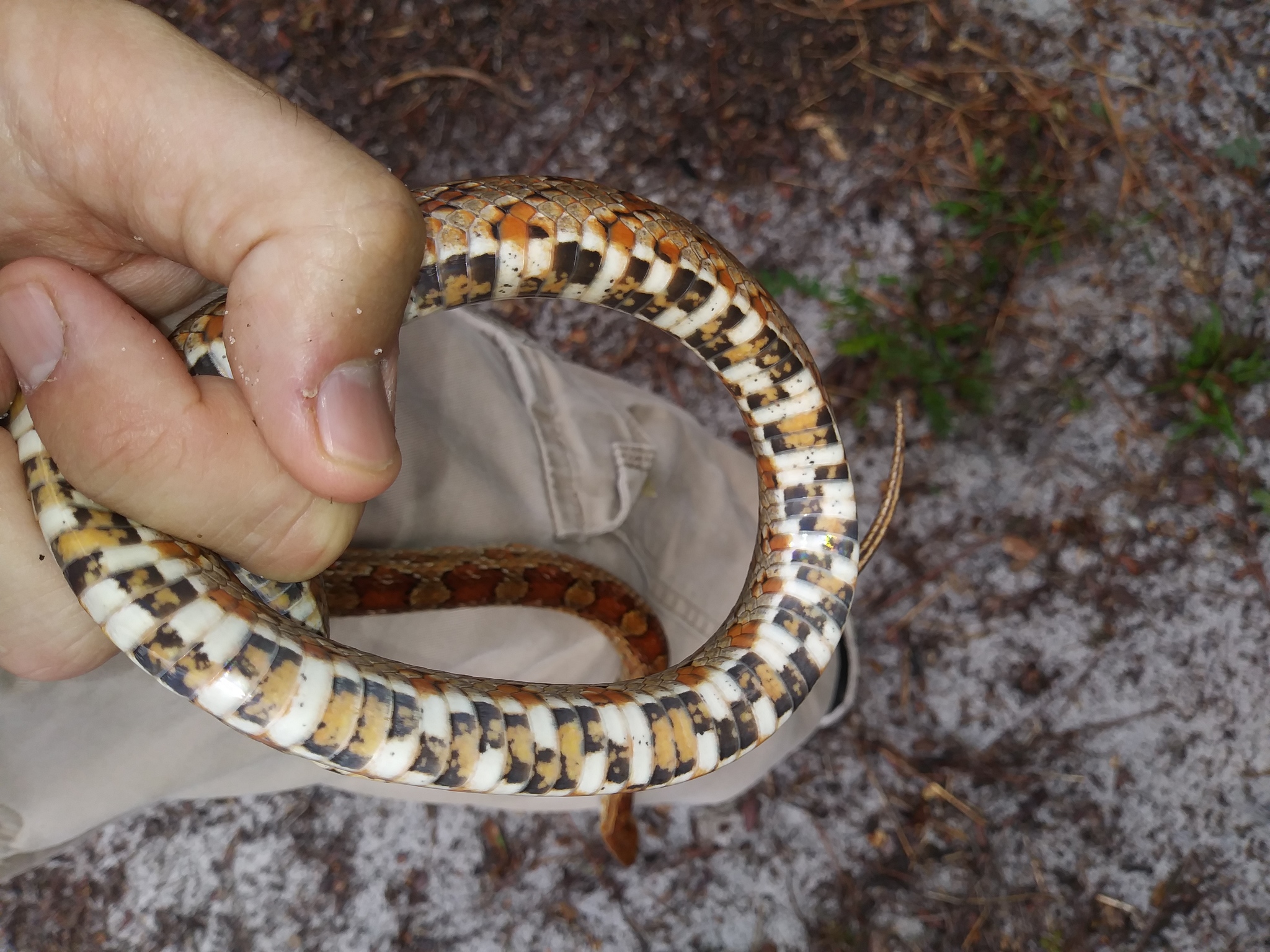 eastern corn snake, gewöhnliche kornnatter, red cornsnake