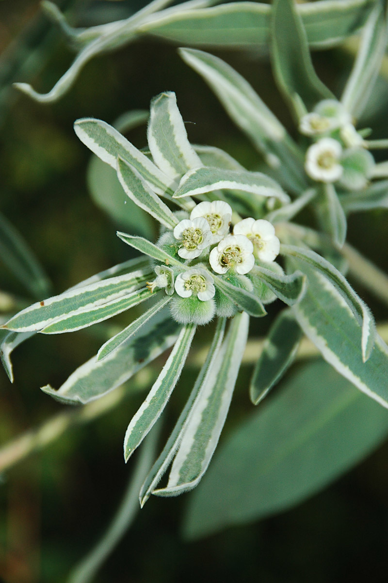 Euphorbia bicolor