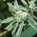 Euphorbia bicolor - Photo (c) Marcia Cirillo, μερικά δικαιώματα διατηρούνται (CC BY-NC)