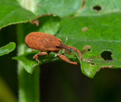 Lixus bardanae