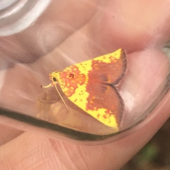 Siglophora sanguinolenta