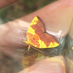 Siglophora sanguinolenta