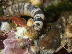 Phascolosoma agassizii