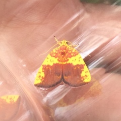 Siglophora sanguinolenta