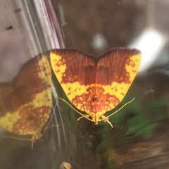 Siglophora sanguinolenta