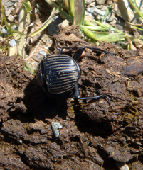 Scarabaeus laticollis
