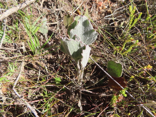 Image of Centella difformis by (c) linkie, some rights reserved (CC BY)