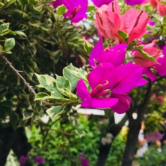 Bougainvillea