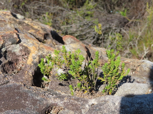 Stilbe rupestris (Stilbe rupestris)