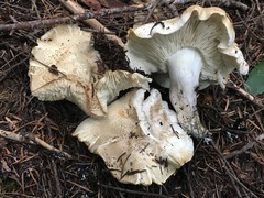 Tricholoma apium