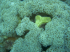 Fimbriaphyllia ancora