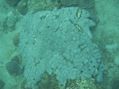 Fimbriaphyllia ancora