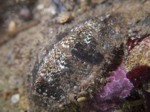 Mopalia acuta