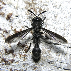 Rhopalosyrphus