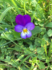 Viola × wittrockiana
