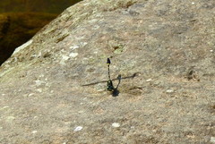 Lamelligomphus formosanus