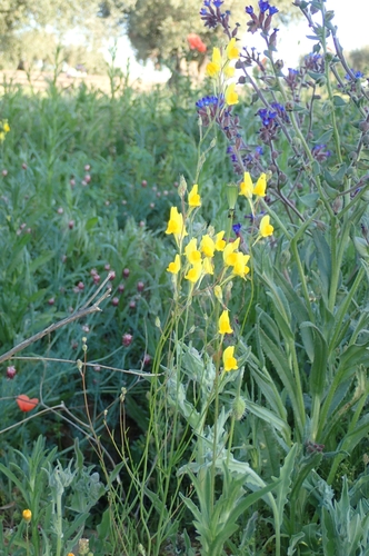 Image of Linaria spartea by (c) Jorge Íñiguez, some rights reserved (CC BY)