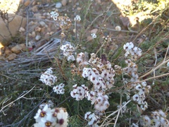 Spilostethus crudelis