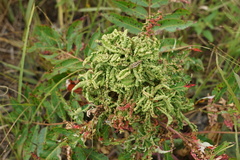 Eriophyes rhoinus