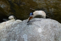 Psolodesmus mandarinus mandarinus