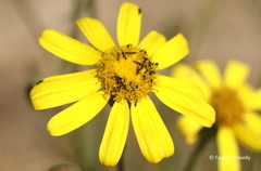 Euryops laxus